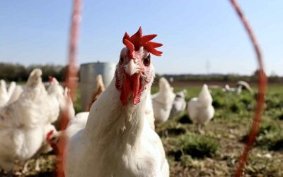 Reino Unido aumenta cotas para importação de carne de aves do Brasil